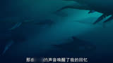 为大鱼而来