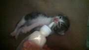 宠物猫幼猫蓝猫英短美短猫咪生活完整版视频在线观看爱奇艺