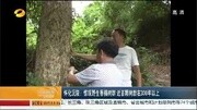 怀化沅陵:惊现野生香楠树群 近百颗树龄在300年以上资讯搜索最新资讯爱奇艺