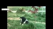 训犬一点通女犬训练邢秋凌快乐训犬生活高清正版视频在线观看–爱奇艺