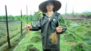 黑老虎种植水稻田中怎么种植黑老虎科技完整版视频在线观看爱奇艺