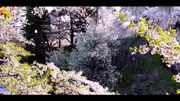 天元神诀重低音敲花“桜吹雪 ”音响坏了不负责原创完整版视频在线观看爱奇艺