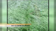 油莎豆的简介2科技完整版视频在线观看爱奇艺