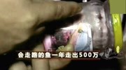 他从自家屋顶上开始创业养殖一种神奇的鱼,年销500万元资讯搜索最新资讯爱奇艺