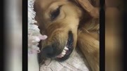 金毛犬:我的主人新交的男朋友!搞笑完整版视频在线观看爱奇艺