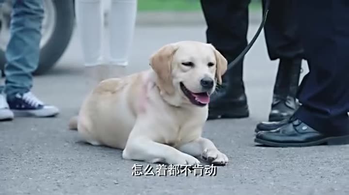                      警花与警犬