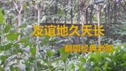 翻唱老歌《友谊地久天长》原创完整版视频在线观看爱奇艺