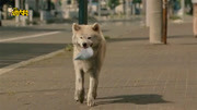 狗狗每天给主人叼食物,却不知道主人已经去世半年星守之犬》