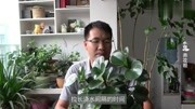 养好豆瓣绿的浇水方法,像多肉一样浇水!生活完整版视频在线观看爱奇艺