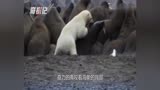 北极熊预料结果巨型海象捕食无法的下一秒鳄鱼和短嘴鳄的v结果图片