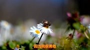 经典歌曲:《欧皇》真情透露,唱得很伤感音乐背景音乐视频音乐爱奇艺