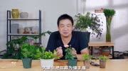 朋友们最想学的扦插,教程来啦生活高清正版视频在线观看–爱奇艺