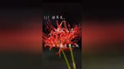 彼岸花花开无叶,叶生无花,相念相惜却不得相见.原创完整版视频在线观看爱奇艺