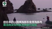 日本海豚湾进入血腥捕猎季 计划捕获约1700只海豚原创完整版视频在线观看爱奇艺