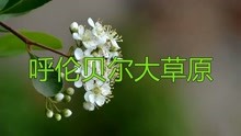 呼伦贝尔大草原原唱降央卓玛曲谱_降央卓玛天边原唱简谱(5)