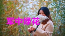 军中绿花二曲谱_军中绿花曲谱(2)