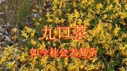 贵州山歌《九口茶如今社会太复杂》经典山歌对唱,民间小调音乐背景音乐视频音乐爱奇艺