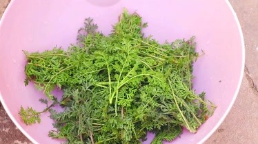 又到了挖野菜的季节田间的麦蒿是个宝营养健康味道棒