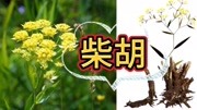 第34集|识中华本草之《柴胡》健康完整版视频在线观看爱奇艺