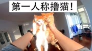 第一人称撸猫!云养猫的时代已经来临……生活完整版视频在线观看爱奇艺