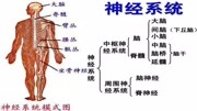 神经系统的解剖生理及病损的定位诊断眼球震颤健康完整版视频在线观看爱奇艺