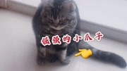 猫咪舔毛太用力,舔完毛直接累趴下了!生活完整版视频在线观看爱奇艺