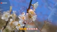 春暖花开简谱周艳泓_春暖花开醉杏楼 简谱 撰曲 陈锦荣 Discuz