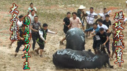 圆月弯刀1号牛王、勇猛直碰、差点把一代名牛碰牺牲生活完整版视频在线观看爱奇艺