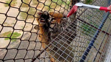 西安秦岭野生动物园，让游客亲身体验喂老虎，简直太刺激了