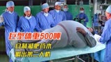 《肥佬教授》男人减肥成了500吨巨人，一个响pi嘣毁了一座城市