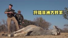 国外羚羊泛滥成灾，猎人使用大口径气枪狩猎，一发入魂！
