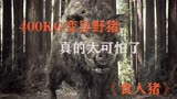 恐怖电影《食人猪》400多公斤的变异野猪，真的太吓人了
