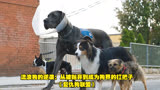 流浪狗的逆袭：从被抛弃到成为狗界的扛把子《复仇狗联盟》