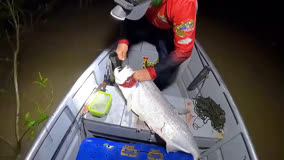 这鱼不能放！安徽男子钓获70斤超大鱤鱼，放生后却引发争议
