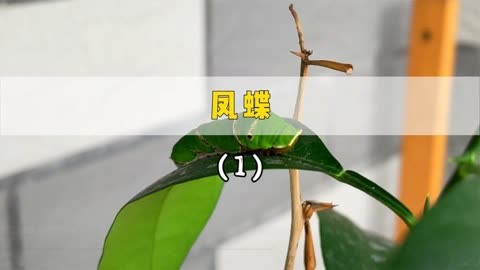 在金桔盆栽上发现了一只凤蝶幼虫，记录一下它破蛹成蝶的过程