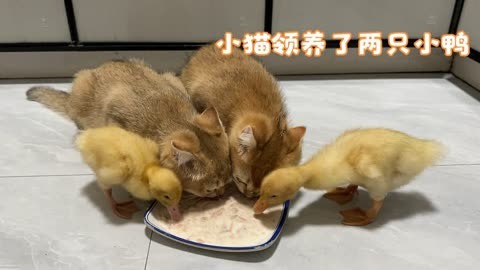 小猫野外捡到两只走失的小鸭，带回家吃美食。搞笑可爱的动物视频