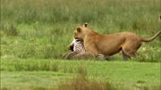 非洲猎人秀操作，三人与15只狮子抢夺食物，整个过程惊心动魄！