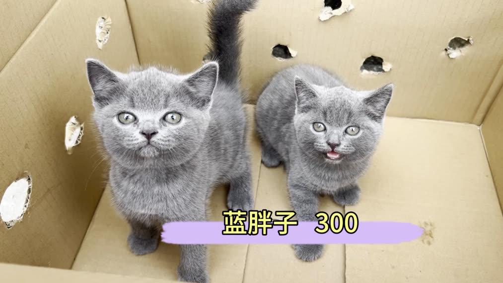 MEGA CAT PROJECT One Piece Nyan Piece Nyan! Manekineko