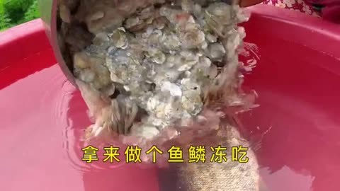 鱼鳞不要再扔了，拿来做鱼鳞冻吃，好吃又简单，一口一个好安逸 undefined undefined