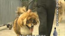 《档案》 20140113 画家林跃与藏獒的生死情缘_4