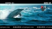 央视广告海南陵水形象广告完整版视频在线观看爱奇艺