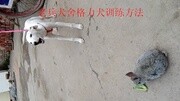 【格力犬幼犬训练方法】高清视频在线观看生活完整版视频在线观看爱奇艺