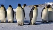 企鹅纪录片:Penguins  Spy in the Huddle01纪录片完整版视频在线观看爱奇艺