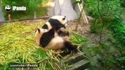 大家好我是Panpan,专治不开心!!生活高清正版视频在线观看–爱奇艺