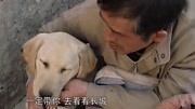 忠爱无言