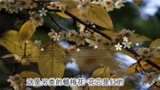 蜡梅花观赏花开正当时;18.1.7.音乐高清MV在线观看–爱奇艺