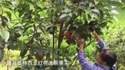 盛林农业大果红花油茶基地国庆考察农户种植的大果红花油茶结果树资讯完整版视频在线观看爱奇艺