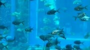 三亚水族馆原创完整版视频在线观看爱奇艺