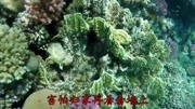 一首经典歌曲《流浪》太美妙了,充满深情音乐背景音乐视频音乐爱奇艺