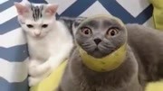 模仿周星驰影片的一个片段给猫咪戴上"金箍"可"金箍"尺寸略小